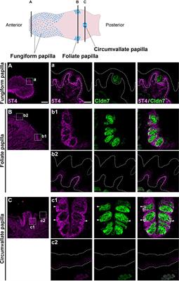 Expression of Oncofetal Antigen 5T4 in Murine Taste Papillae